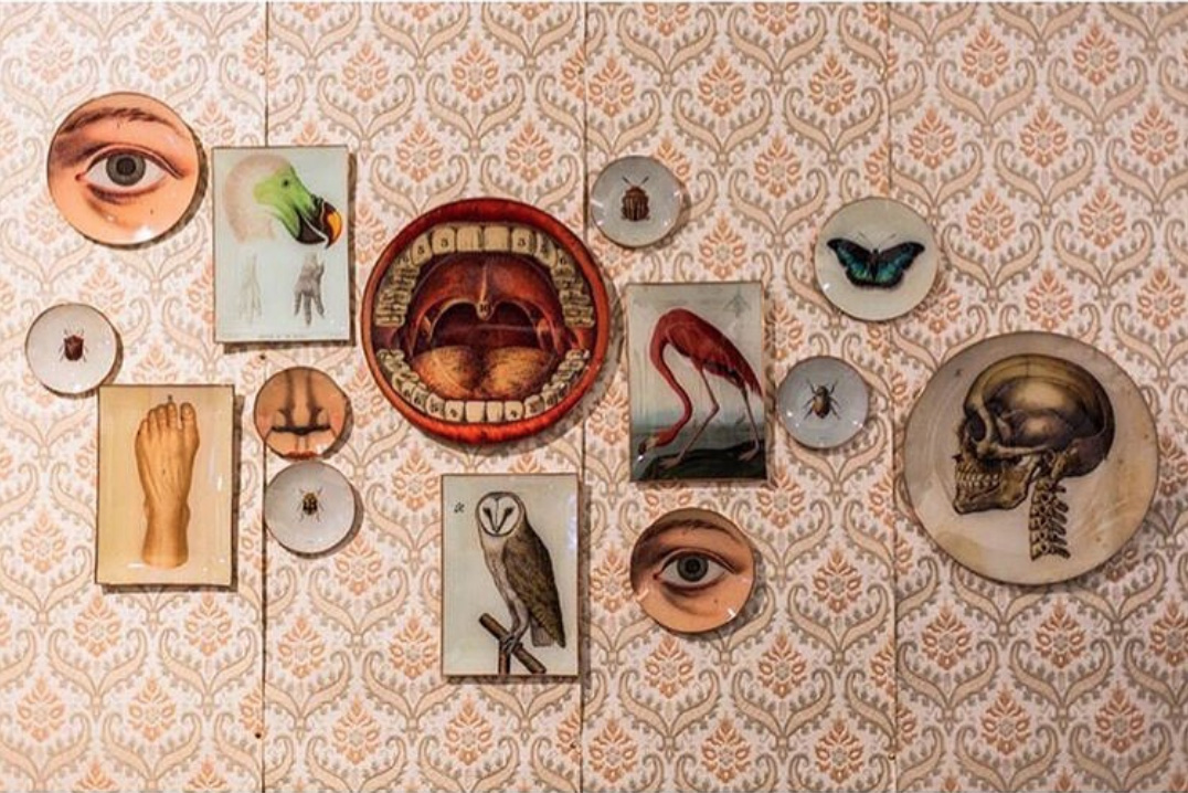 alt mean sold - plates anatomical collection