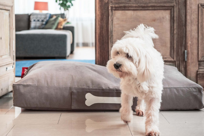 FATBOY Doggielounge