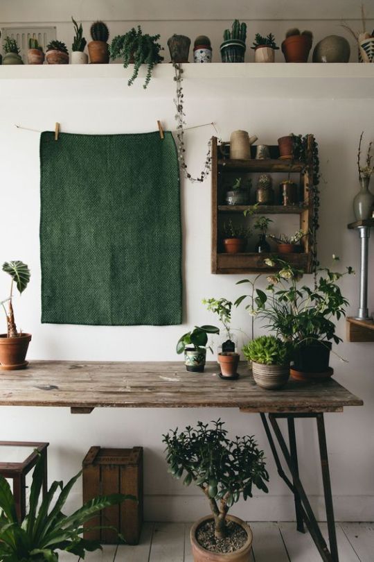 Angoli green: le piante in casa